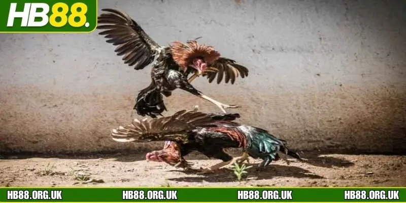 Trải nghiệm đá gà HB88 chất lượng cao